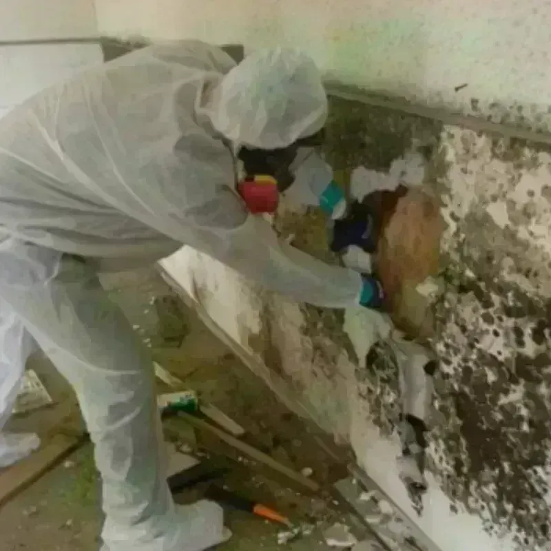 Mold Remediation and Removal in Seadrift, TX